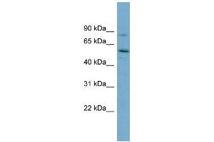 WB Suggested Anti-SNTG1 Antibody Titration: 0. (Syntrophin gamma 1 antibody  (Middle Region))
