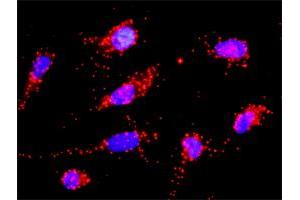 Proximity Ligation Analysis of protein-protein interactions between CD3D and CANX. (Calnexin antibody  (AA 504-592))