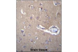 Immunohistochemistry analysis in Formalin Fixed, Paraffin Embedded Human brain tissue stained with SEC62 antibody (C-term) followed by peroxidase conjugation of the secondary antibody and DAB staining.