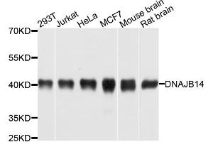 Western blot analysis of extracts of various cell lines, using DNAJB14 antibody. (DNAJB14 antibody)