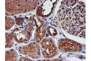 Immunohistochemical staining of paraffin-embedded Human Kidney tissue using anti-IDS mouse monoclonal antibody. (IDS antibody)