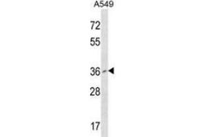 Western blot analysis in A549 cell line lysates (35ug/lane) using RNF110 / PCGF2  Antibody . (PCGF2 antibody  (Middle Region))