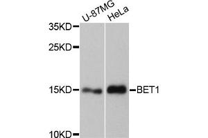 Western blot analysis of extracts of various cell lines, using BET1 antibody. (BET1 antibody)