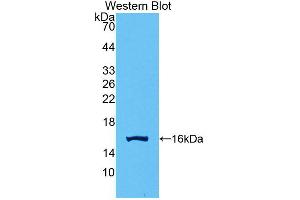 Western blot analysis of recombinant Human GDF15.