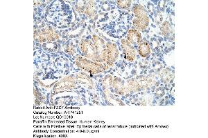 Rabbit Anti-FZD7 Antibody  Paraffin Embedded Tissue: Human Kidney Cellular Data: Epithelial cells of renal tubule Antibody Concentration: 4. (FZD7 antibody  (C-Term))