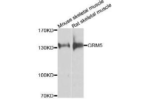 Western blot analysis of extracts of various cell lines, using GRM5 antibody (ABIN6003551) at 1/1000 dilution. (Metabotropic Glutamate Receptor 5 antibody)