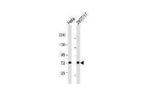 All lanes : Anti-CN2 Antibody (Center) at 1:2000 dilution Lane 1: Hela whole cell lysates Lane 2: 293T/17 whole cell lysates Lysates/proteins at 20 μg per lane. (Calpain 2 antibody  (AA 301-335))