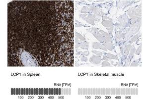 Immunohistochemical staining (Formalin-fixed paraffin-embedded sections) of human spleen and skeletal muscle tissues.