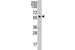 Western blot analysis of Cyclin A2 antibody and K562 lysate. (Cyclin A antibody  (AA 51-84))