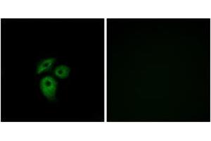 Immunofluorescence analysis of A549 cells, using CD234 Antibody. (DARC antibody  (AA 1-50))