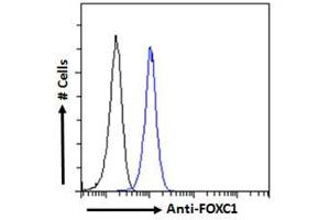 ABIN185028 Flow cytometric analysis of paraformaldehyde fixed HEK293 cells (blue line), permeabilized with 0. (FOXC1 antibody  (C-Term))