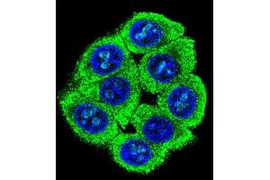 Confocal immunofluorescent analysis of TL2 Antibody (Center) (ABIN655338 and ABIN2844903) with 293 cell followed by Alexa Fluor 488-conjugated goat anti-rabbit lgG (green). (PATL2 antibody  (AA 168-196))