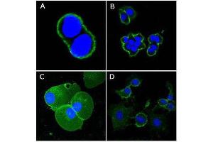 Confocal immunofluorescence analysis of methanol-fixed A431 (A), Hela (B), PANC-1 (C) and EC (D) cells using CD44 mouse mAb (green), showing membrane localization.