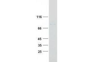 Validation with Western Blot (ZBTB2 Protein (Myc-DYKDDDDK Tag))