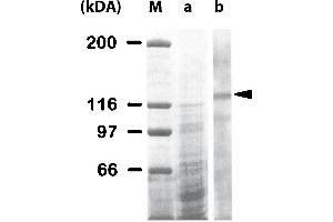 Western Blot analysis of ABIN125796 specificty. (Integrin antibody)