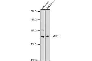 Western blot analysis of extracts of various cell lines, using METTL8 antibody (ABIN7268503) at 1:1000 dilution. (METTL8 antibody)