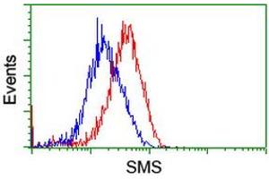 Flow cytometric Analysis of Hela cells, using anti-SMS antibody (ABIN2454723), (Red), compared to a nonspecific negative control antibody, (Blue). (SMS antibody)