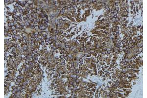 ABIN6276631 at 1/100 staining Mouse testis tissue by IHC-P. (CDC20 antibody  (N-Term))