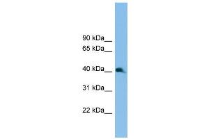 WB Suggested Anti-Nkx2-3 Antibody Titration:  0. (NK2 Homeobox 3 antibody  (C-Term))