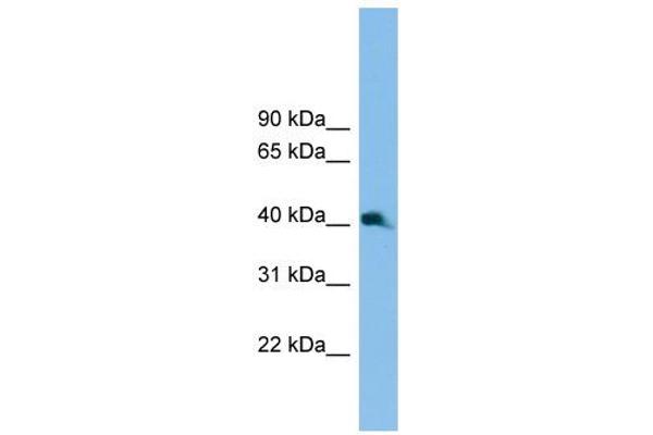 NK2 Homeobox 3 抗体  (C-Term)