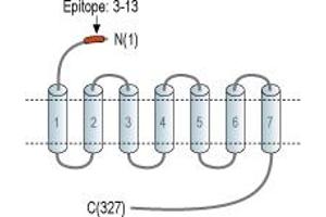 anti-Gonadotropin-Releasing Hormone Receptor (GNRHR) (AA 3-13), (Extracellular), (N-Term) antibody