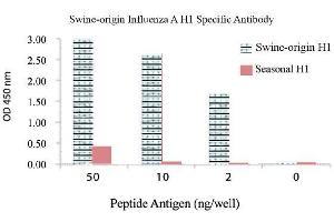 Image no. 1 for anti-Influenza A Virus H1N1 antibody  (ABIN356432) (Influenza A Virus H1N1 antibody )