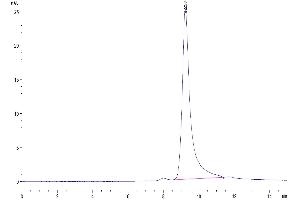 The purity of Human Ephrin-A4 is greater than 95 % as determined by SEC-HPLC. (EFNA4 Protein (AA 26-171) (His tag))