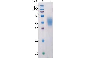 PDCD1LG2 Protein (AA 20-219) (His tag)