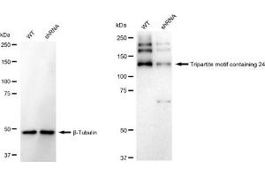 Western blotting analysis using Tripartite motif containing 24 antibody (ABIN7800629).