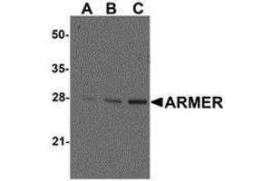 Western blot ana-lysis of ARMER in mouse small intestine tissue lysates with AP30081PU-N ARMER antibody at (A) 0. (ARL6IP1 antibody  (C-Term))