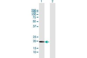 Western Blot analysis of GH1 expression in transfected 293T cell line by GH1 MaxPab polyclonal antibody. (Growth Hormone 1 antibody  (AA 1-217))
