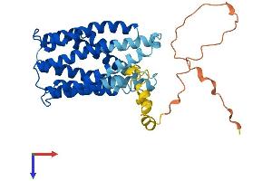 AlphaFold protein structure predicition of Mouse Recombinant Tmem185b Protein, UniprotID Q8R3R5 (TMEM185B Protein (AA 1-350) (His tag))