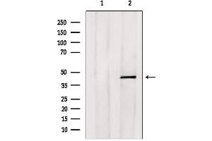 Western blot analysis of extracts from HepG2, using E2F4 Antibody.
