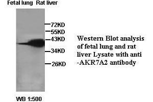 Image no. 2 for anti-Aflatoxin Beta1 Aldehyde Reductase (AKR7A2) antibody (ABIN791187) (AKR7A2 antibody)