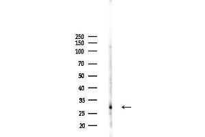anti-Cysteine-Rich Secretory Protein 1 (CRISP1) antibody