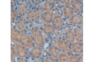 Used in DAB staining on fromalin fixed paraffin- embedded kidney tissue (PNP antibody  (AA 1-286))