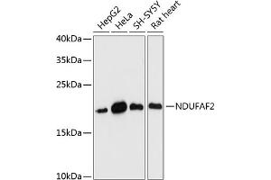 Western blot analysis of extracts of various cell lines, using NDUF antibody (ABIN7268806) at 1:3000 dilution. (NDUFAF2 antibody  (AA 1-169))