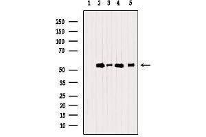 Western blot analysis of extracts from various samples, using PDIA6 Antibody. (PDIA6 antibody  (C-Term))
