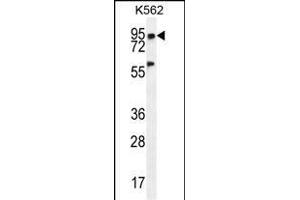 PLEKHA4 Antibody (N-term) (ABIN655718 and ABIN2845168) western blot analysis in K562 cell line lysates (35 μg/lane). (PLEKHA4 antibody  (N-Term))