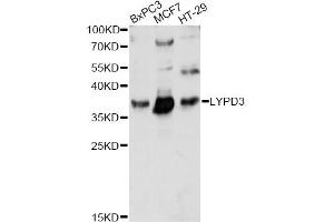 Western blot analysis of extracts of various cell lines, using LYPD3 antibody (ABIN6293324) at 1:1000 dilution. (LYPD3 antibody)