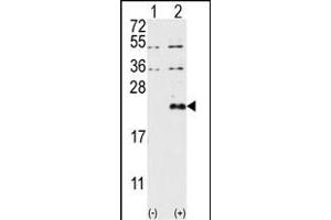 Western blot analysis of DUSP13 (arrow) using DUSP13-M1 Antibody (N-term) (ABIN392875 and ABIN2842283).
