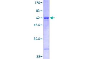 RFC2 Protein (AA 1-320) (GST tag)