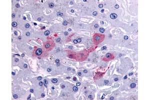 Anti-SYVN1 / HRD1 antibody IHC of human liver. (SYVN1 antibody  (Internal Region))