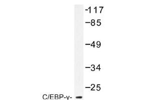 Image no. 1 for anti-CCAAT/enhancer Binding Protein (C/EBP), gamma (CEBPG) antibody (ABIN317609) (CEBPG antibody)
