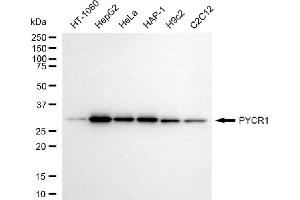 Western blotting analysis using PYCR1 antibody (ABIN7800078). (PYCR1 antibody)