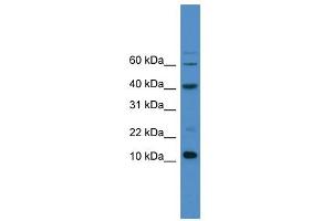 WB Suggested Anti-CASP3 Antibody Titration: 0. (Caspase 3 antibody  (C-Term))