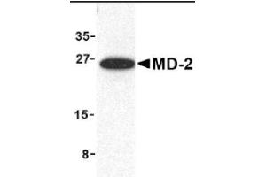 Image no. 1 for anti-Lymphocyte Antigen 96 (LY96) (Middle Region) antibody (ABIN265133) (LY96 antibody  (Middle Region))