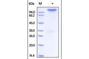 Human Neuropilin-1, Fc Tag on SDS-PAGE under reducing (R) condition. (Neuropilin 1 Protein (NRP1) (AA 22-644) (Fc Tag))