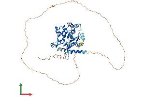 AlphaFold protein structure predicition of Human Recombinant GYG2 Protein, UniprotID O15488 (Glycogenin 2 Protein (GYG2) (AA 1-501) (His tag))