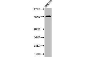 Western Blot analysis of 293 cells using Cleaved-MPO 89k (A49) Polyclonal Antibody (Myeloperoxidase antibody  (Cleaved-Ala49))